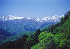 写真：白神山地