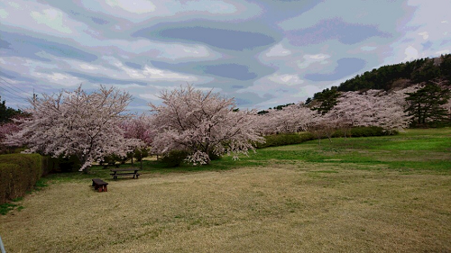 御所の台　桜１
