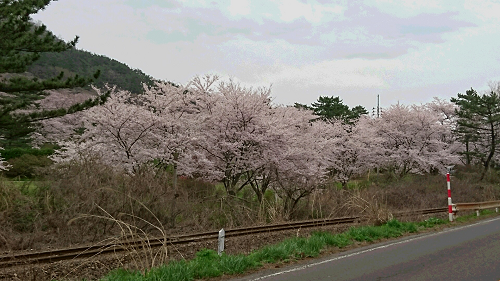 御所の台　桜４