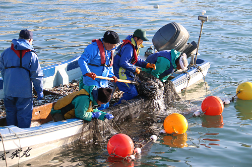 写真：網を回収する漁師達