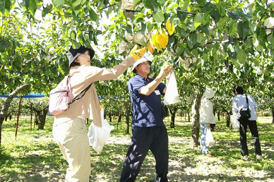 写真:梨のもぎ取り体験