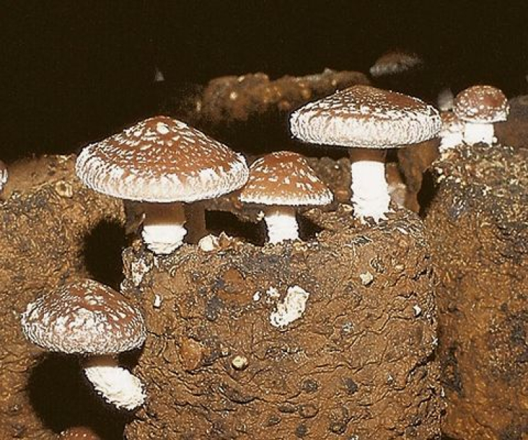 菌床しいたけ | 八峰町