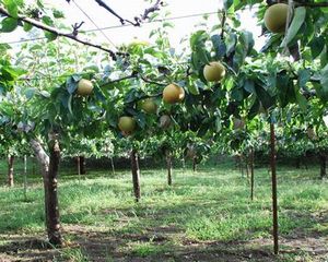 梨の果樹園の写真です