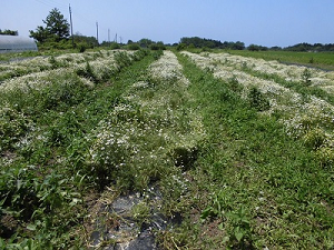 photo:chamomile_field