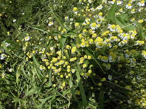 photo:chamomile