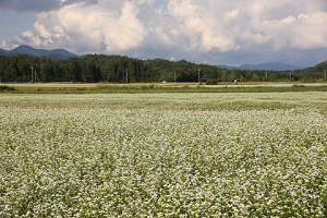 photo:soba field