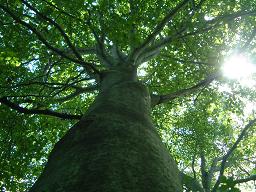 photo:beech tree