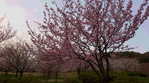 写真:満開の桜