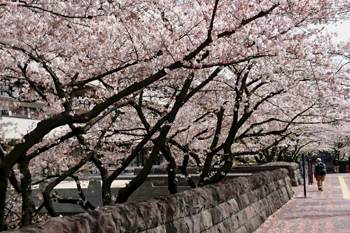 写真:満開の桜