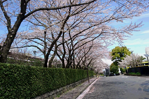 写真:道沿いにある桜