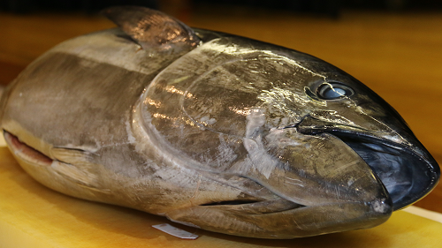 写真:マグロの頭