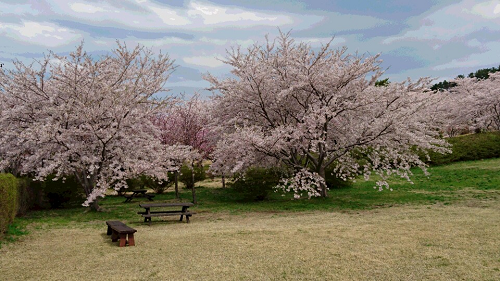 写真:満開の桜2