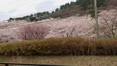 写真:満開の桜3