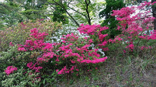 写真:満開のつつじ2